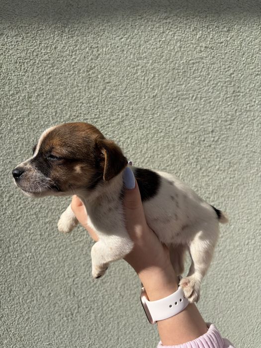 Джак ръсел териер