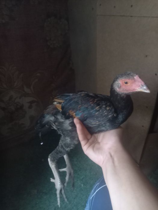 Дәкән қораз сатлат