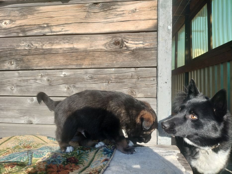 Щенок Руско европейской лайки