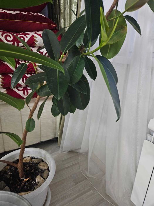 Цветы большие в кашпо