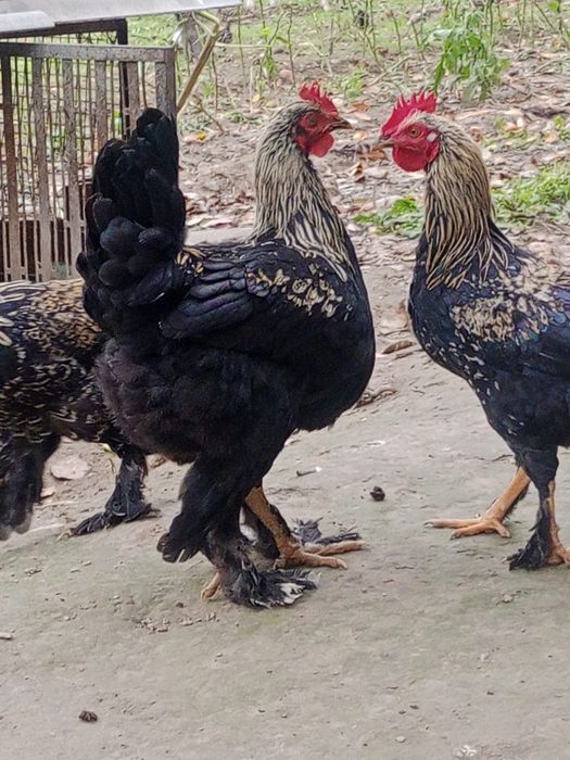 Qora shaxzoda xoʻrozlar sotiladi