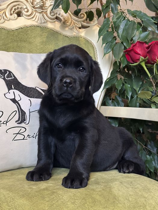 Щенки лабрадора, девочки, документы