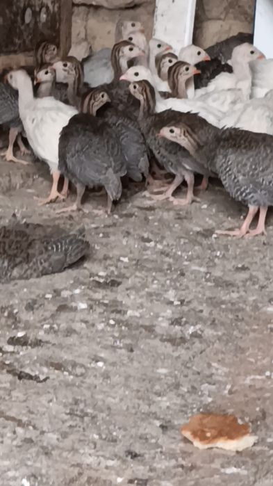 Цесарки цыплята 1 месяц