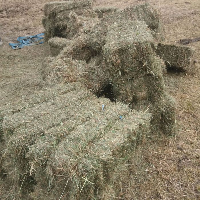 Baloți otavă  pt miei,viței