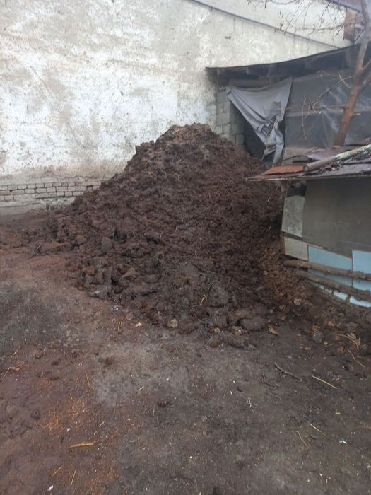 Poru bepul beriladi srochna