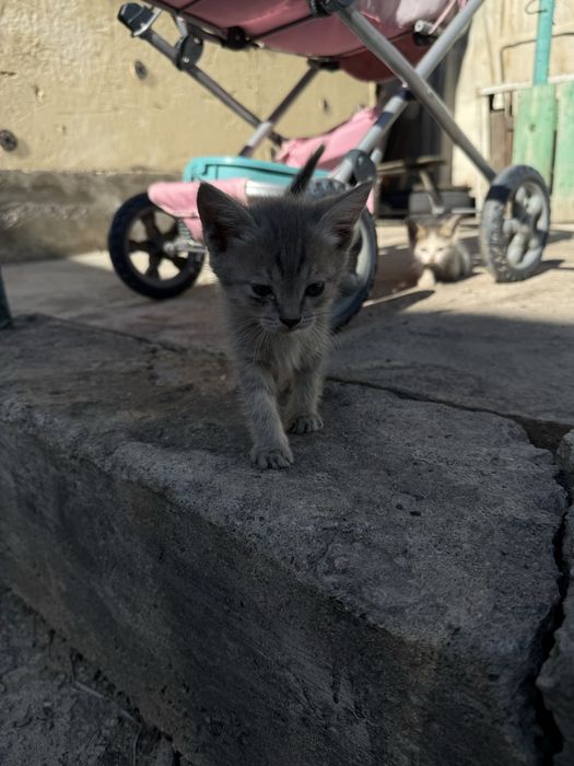 Отдам котят в хорошие руки