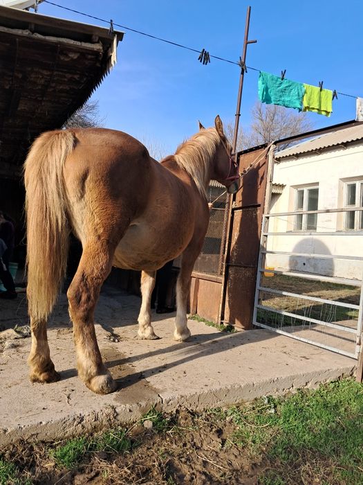 Буаз бие сатылады