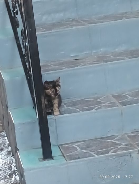 Отдам в хорошие руки. Котёнок, девочка.