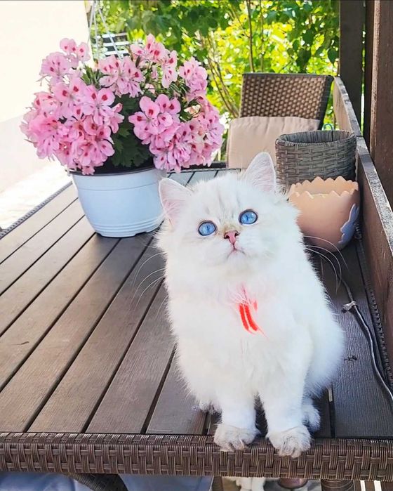 Fetita British Longhair alba cu ochi albastri - linie selecta