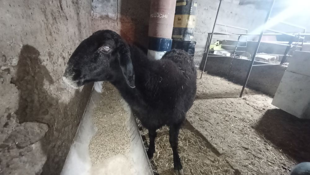 Баран девочка гисарский