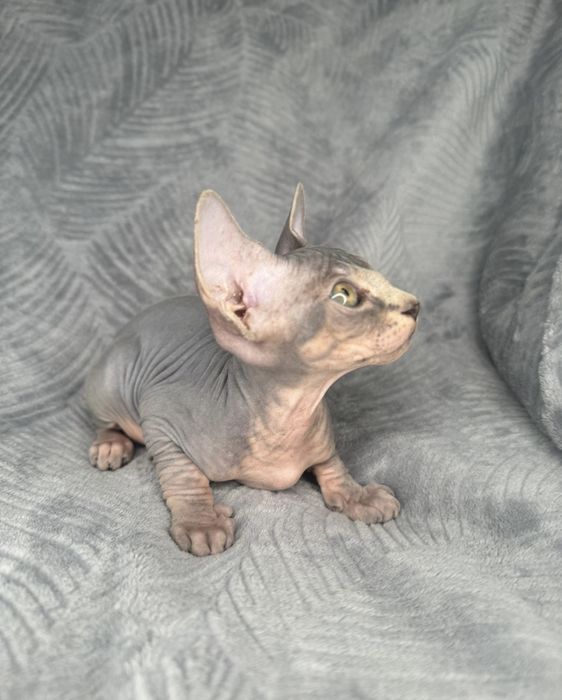Котята Сфинкса.