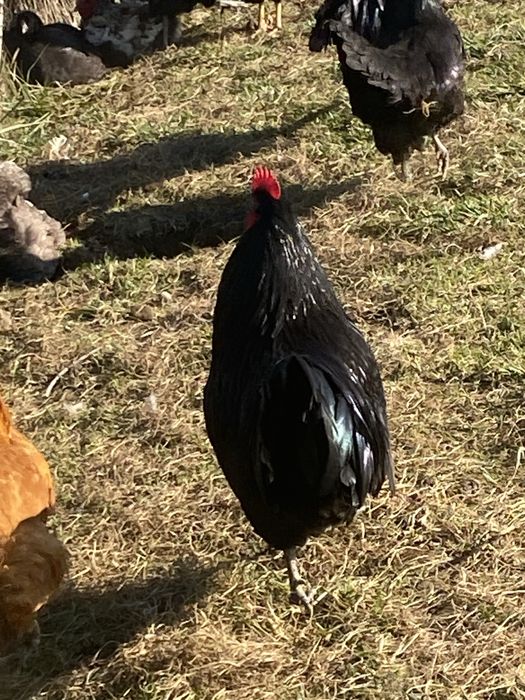 Cocosi Australorp si Wiandotte argintiu