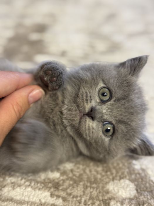 Продается котенок ( мальчик) скотиш сткайт