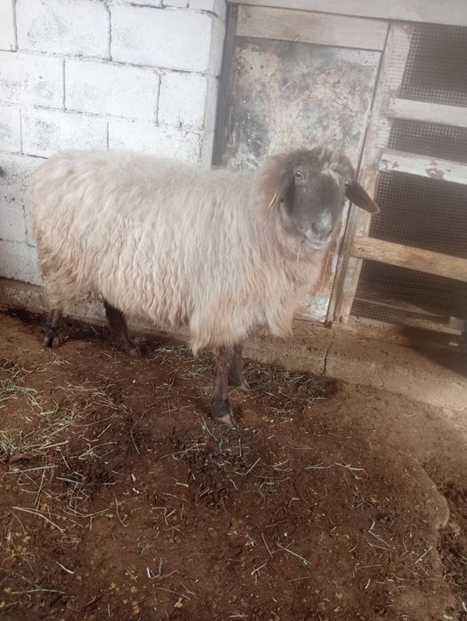 Кой сатылады     .