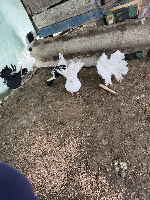 Porumbei Olt ornament