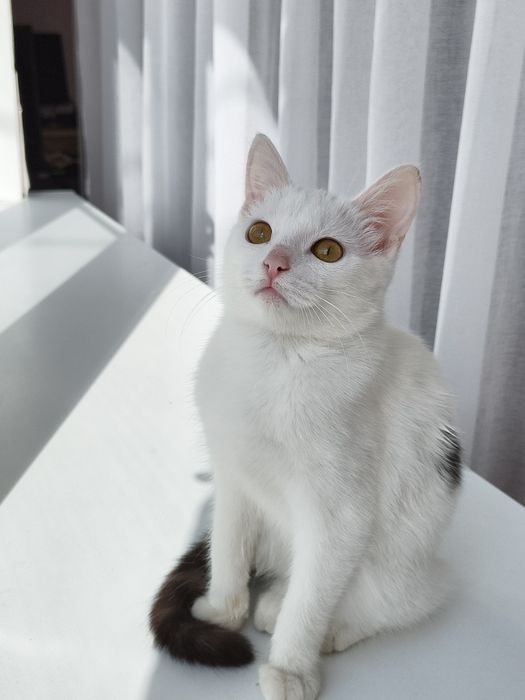 Котенок девочка в добрые руки