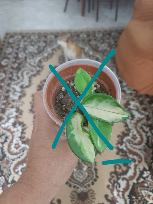 Комнатные цветочки