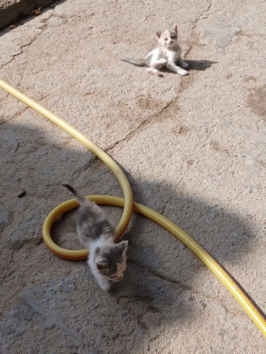 Мысыққққққққққққққ