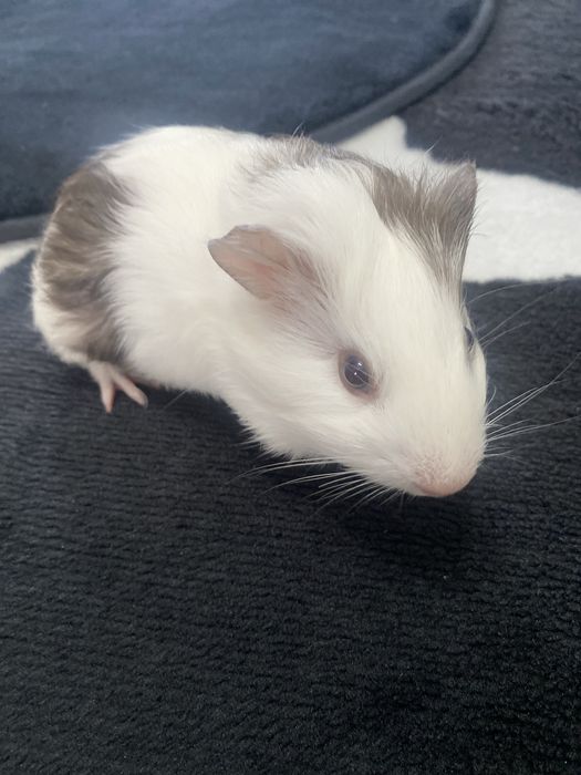 Морски свинчета бебета