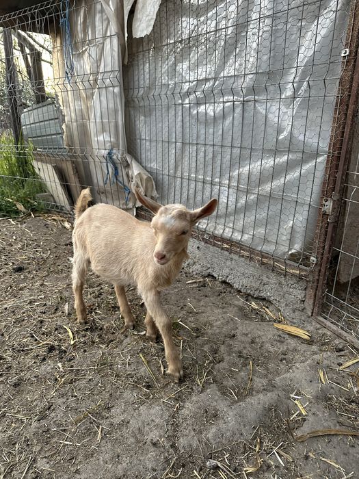 Disponibil tapisor metis alpin francez cu saanen