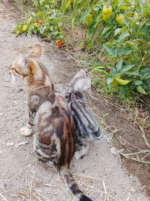 Отдам котят в добрые руки