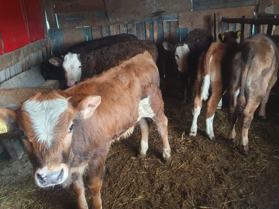 Vand 8 vitei întarcati