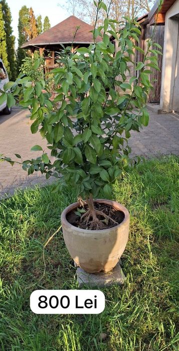 Lămai Pomi cu multe fructe