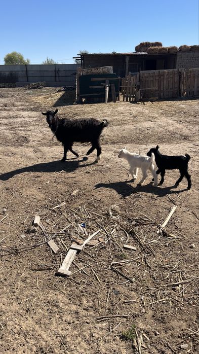 Лақты ешкі сатылады