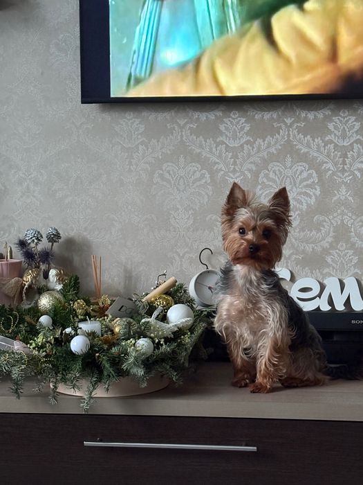 Вязка мини Йоркширский терьер