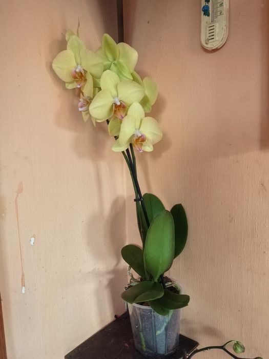 , Продавам Зефирантес, кактус червено Змийче, Агаве,