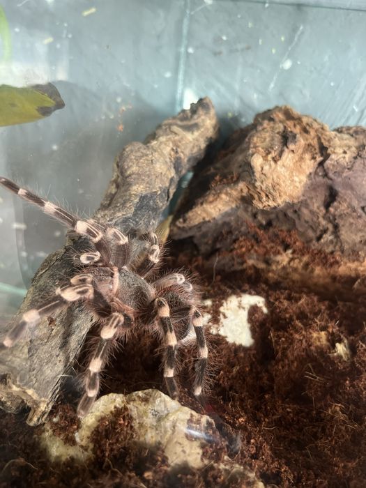 Tarantula grbiculata