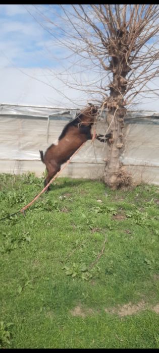 Vand țap anglonubian