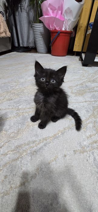 Отдам котят бесплатно крысаловы