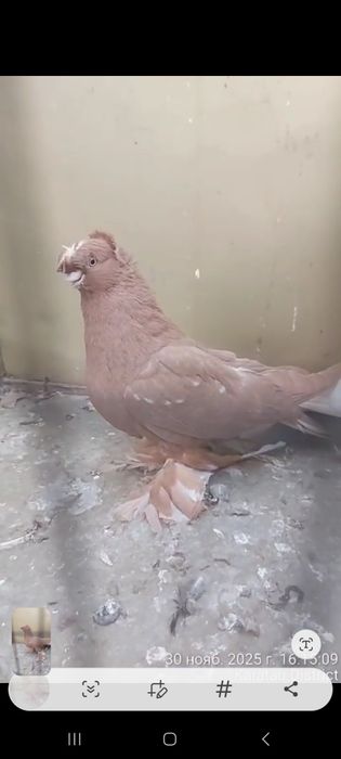 Голуби пара тттт