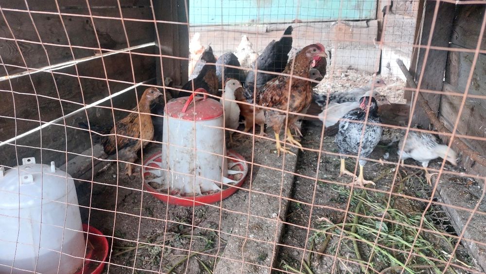 Продаю молодых курей, яйцонесушие