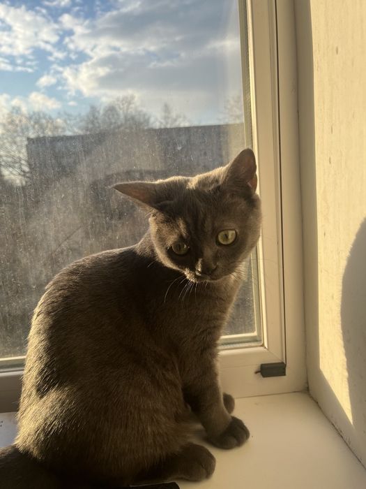 Продам кота британца