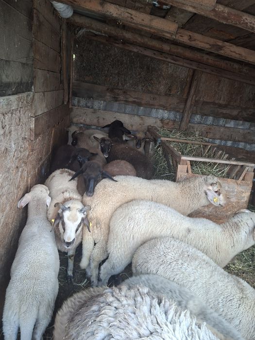 Miei si carlani de vanzare
