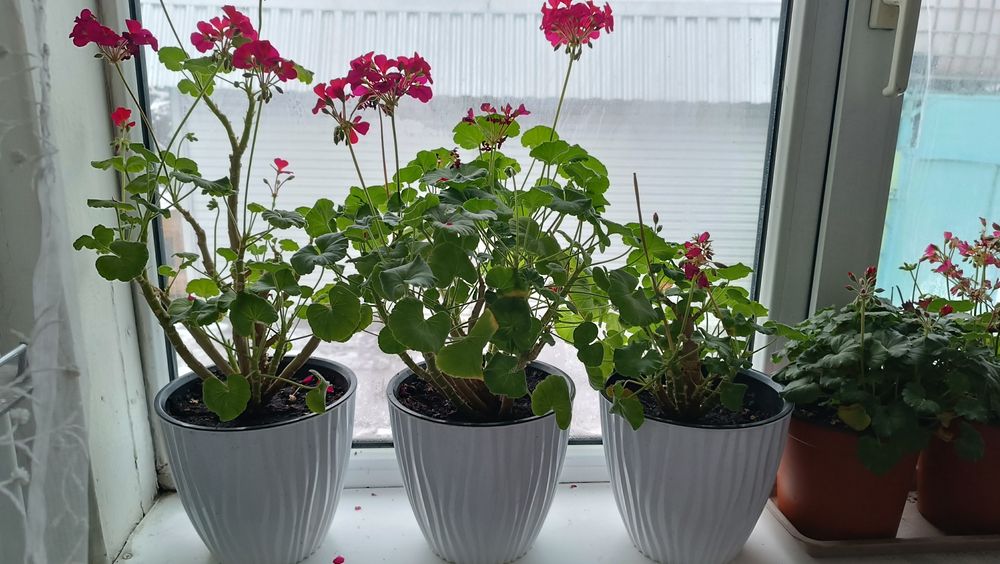 Продам герань комнатную