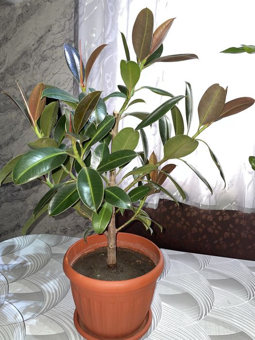 Продам цветы к 8 марту