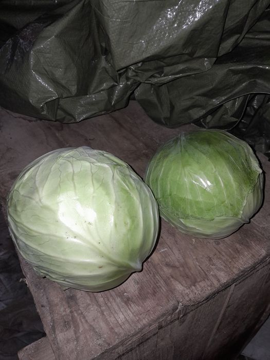 Vând porumb,varză,grâu,ovăz,cartofi,floarea soarelui