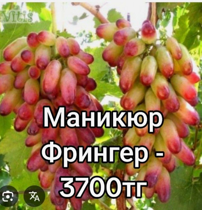 Элиталық жүзімдер ,21 түрлі сорт