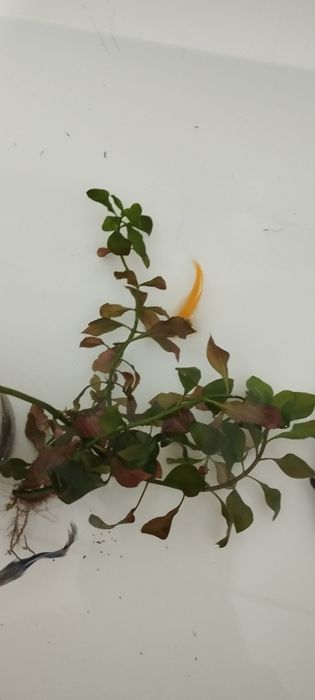 Продаются аквариумные рыбки и улитки!