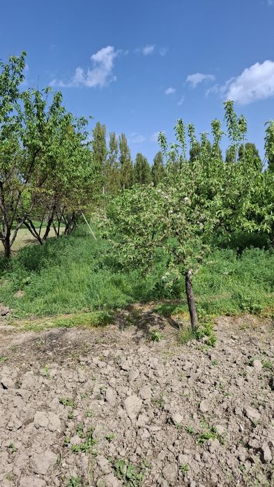 Orta chirchiq tumani  Darxon maxalasi 157uy