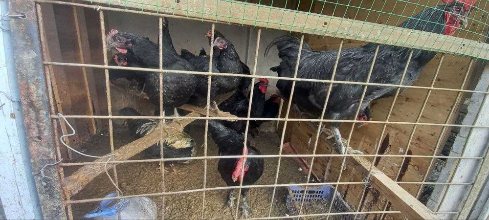 Кора шахзода хурозлар сотилади