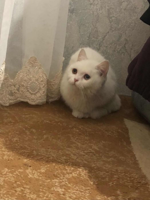 Oq mushuk qolga orgatilingan