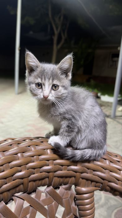 Красивый котенок