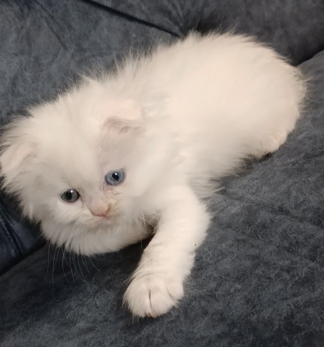 Shotlanskiy skotiw fold