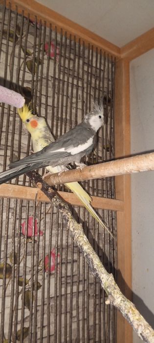 Продам  попугаев