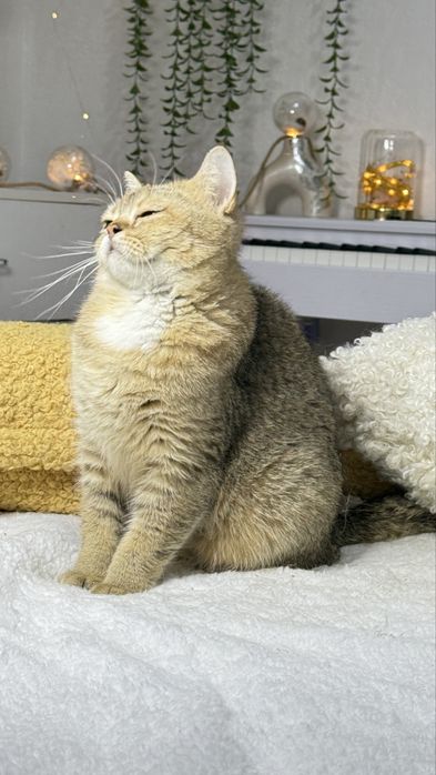 британская кошечка