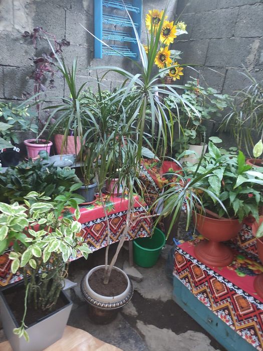 Продам растения , цветы домашние